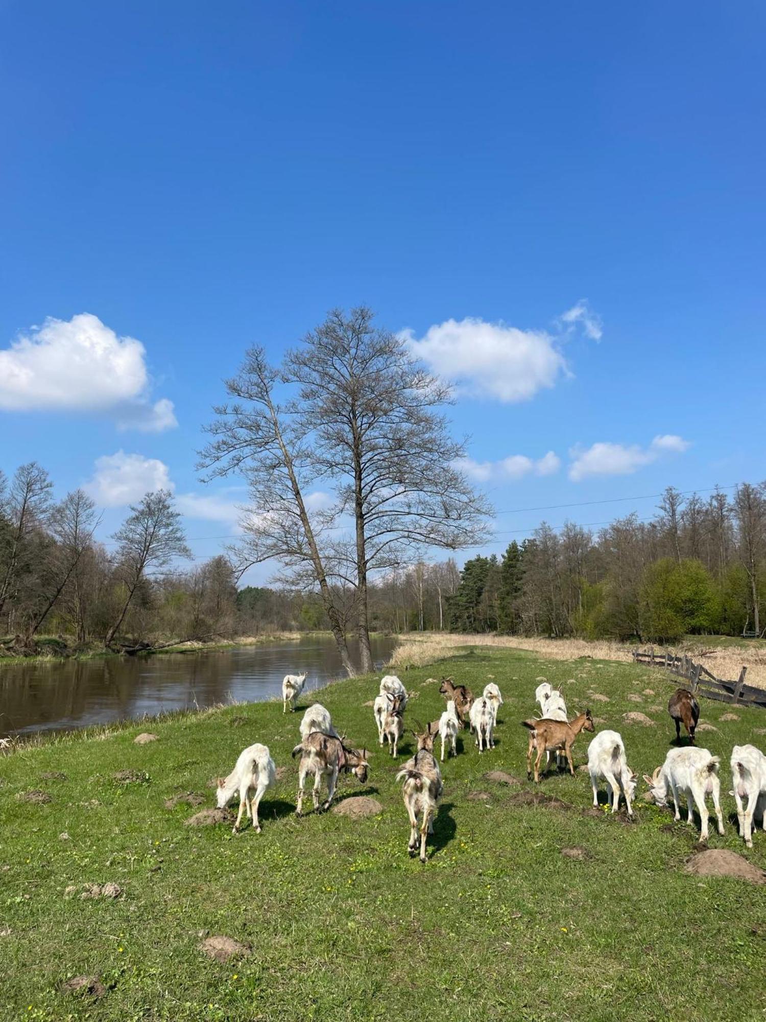 Bauernhof Stajnia Kaliska *